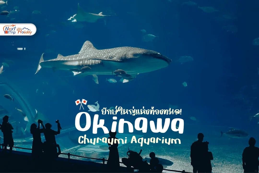 ยักษ์ใหญ่แห่งท้องทะเล! ครั้งหนึ่งต้องไปเห็นด้วยตา ที่ Churaumi Aquarium โอกินาว่า