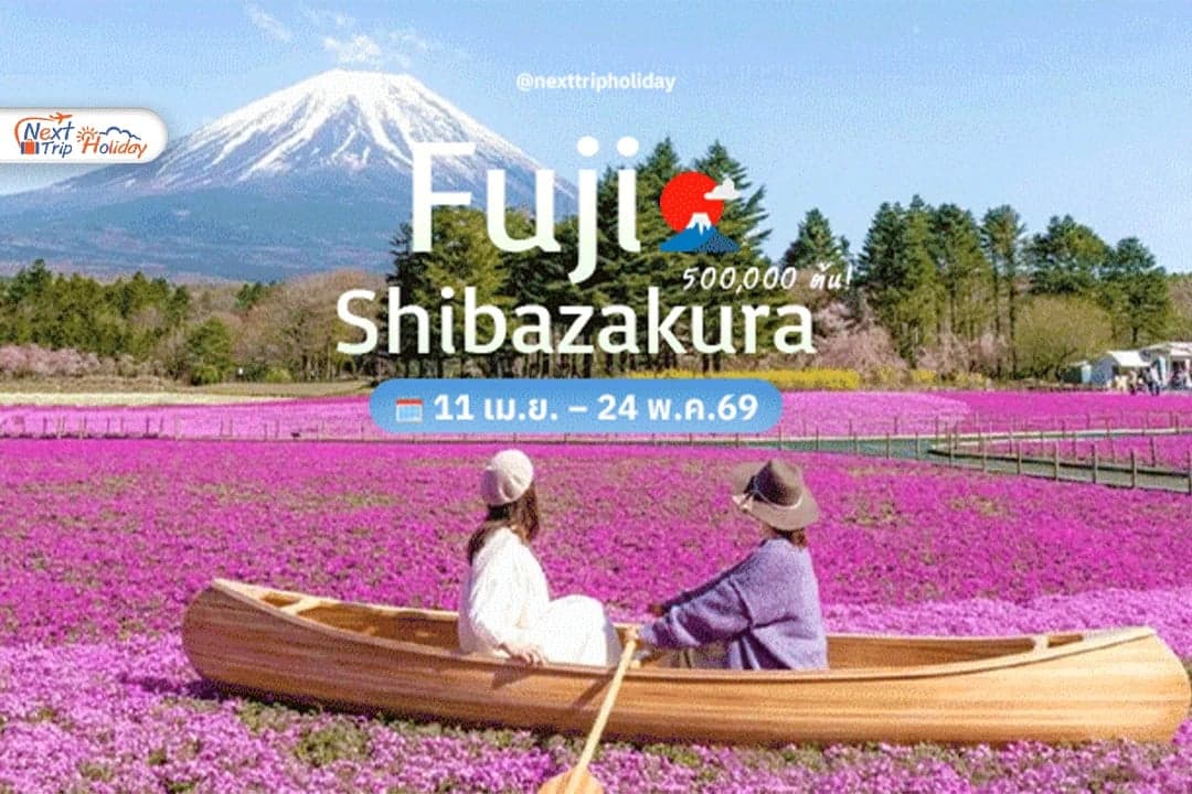 เช็กอิน Fuji Shibazakura Festival 2026 ทุ่งดอกไม้สีชมพู ฉากหลังภูเขาไฟฟูจิ